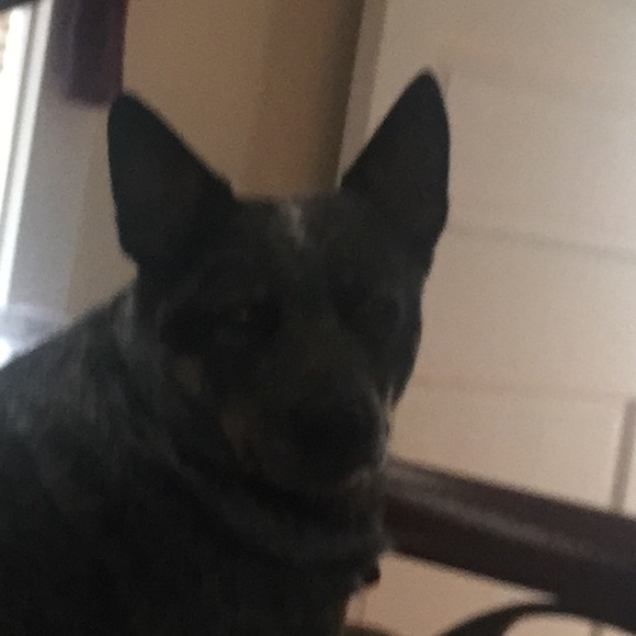 Meet your Posher, Alice - Picture 1 of 1